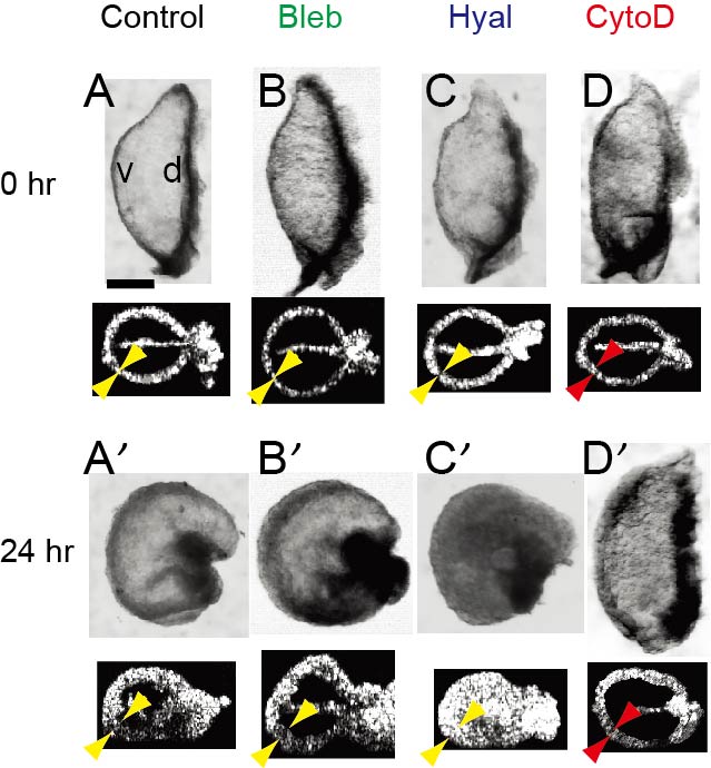 Heart Development